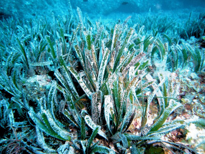 Posidonia oceanica Portofino 02
