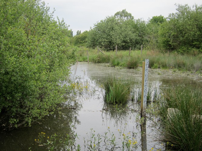 marais de Morlin -Rhone