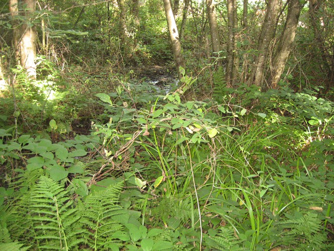 zone humide Franche-Comté