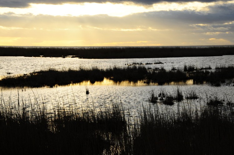 Camargue Vaccarès MM AE 017