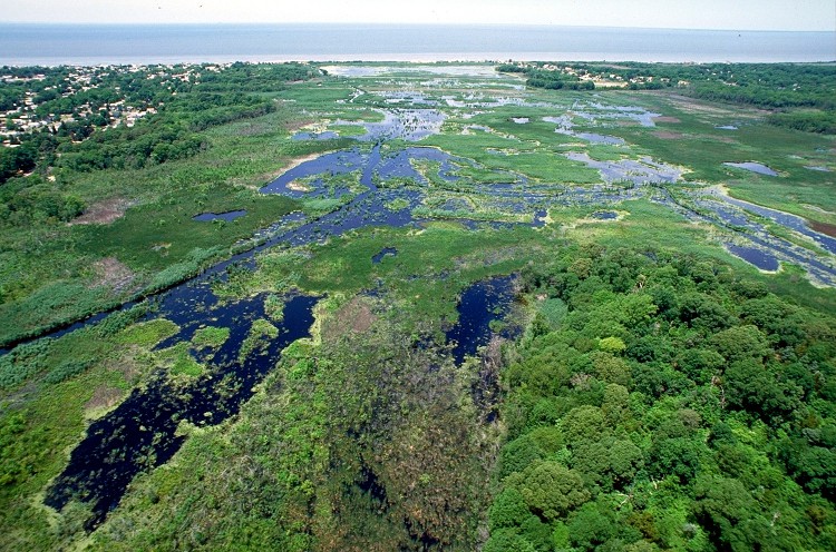Wetlands Cape May New Jersey