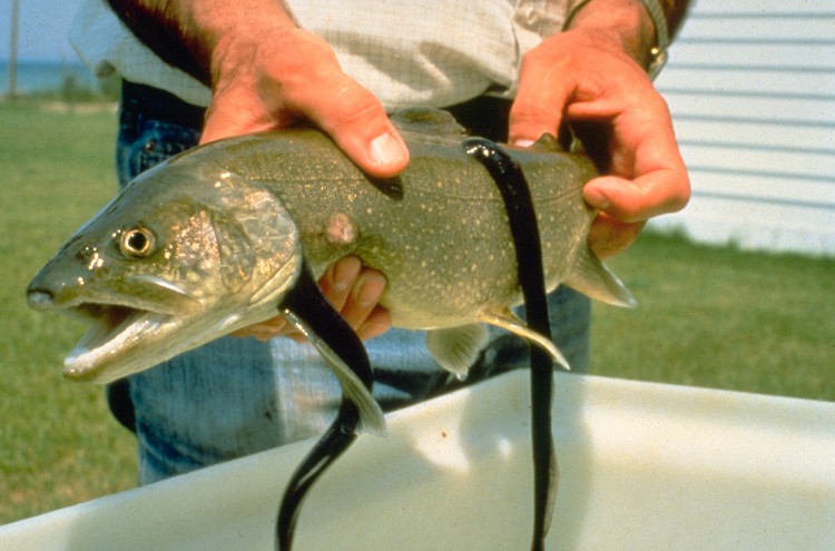 Sea Lamprey fish