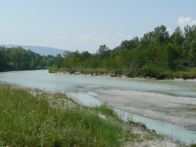 Arve