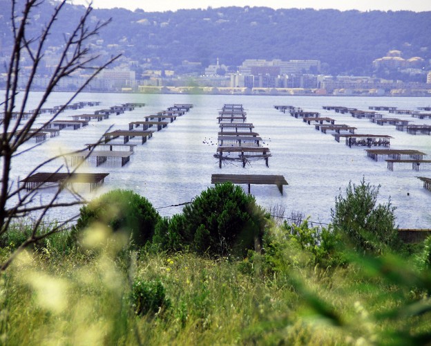 Le bassin de Thau