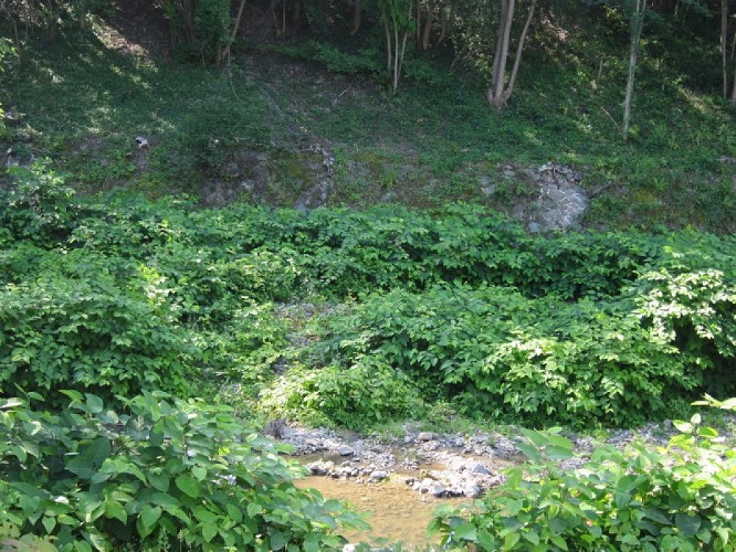 Renouée Brèvenne ValérieSantini