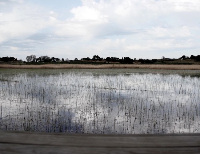 L'Etang Salé restauré a retrouvé sa biodiversité - ©Pierre GARAUD