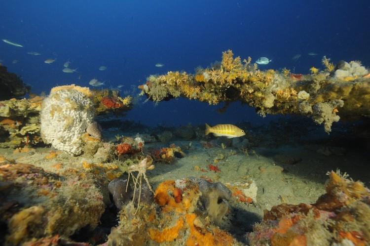 fonds marins Méditerranée