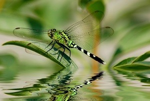 Libellule StephenVanHorn Fotolia