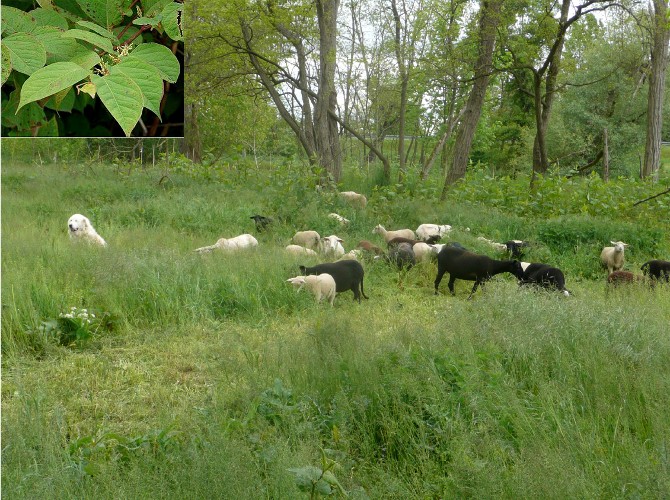 Eco-pâturage sur les bords de l'Azergues