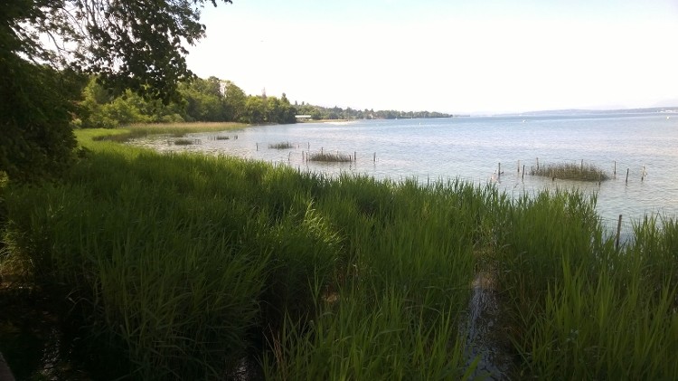 Roselières sur les rives du Léman
