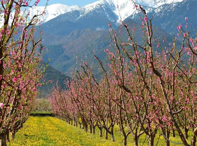 Agriculture dans les Pyrénées-Orientales