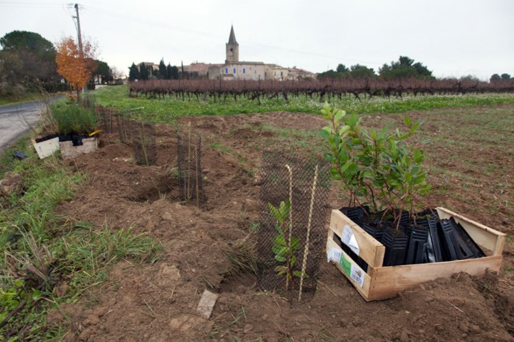 Plantation d’une haie aux abords d’une parcelle