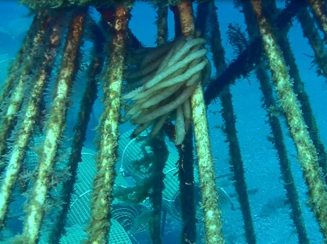 remora