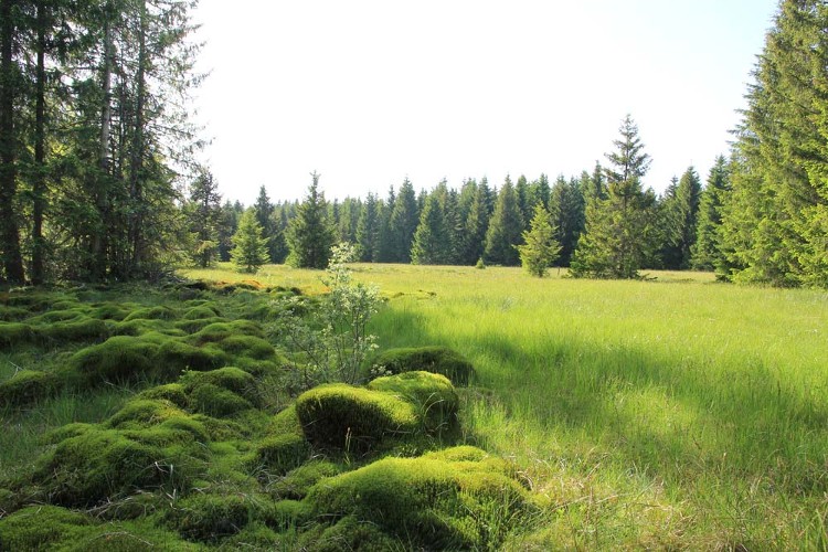 Tourbière de Cerneux - Gourinots / CEN Franche-Comté