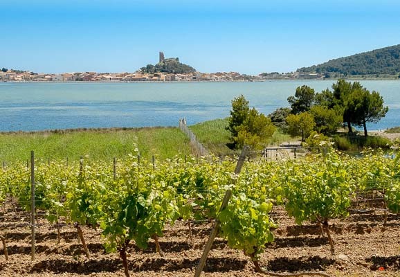 Vignes en Languedoc-Roussillon