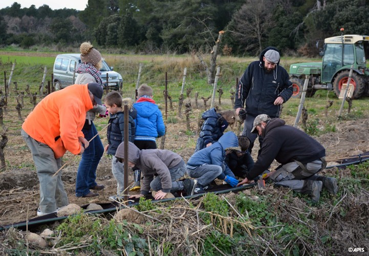 Plantations de haies pour protéger les ressources en eau