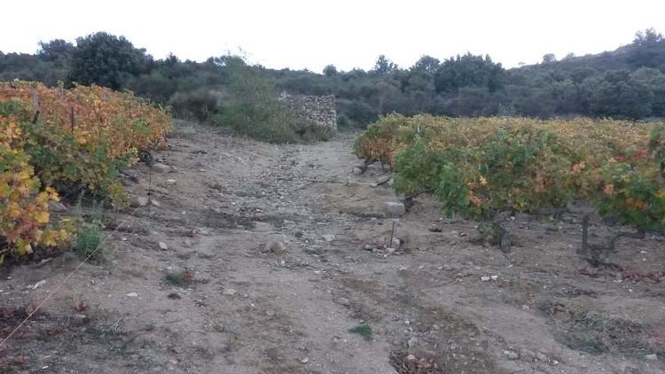 Les vignes de Trémoine