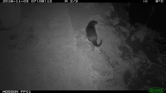 Loutre prise par un piège photo sur la Mosson - St-Jean-de-Védas