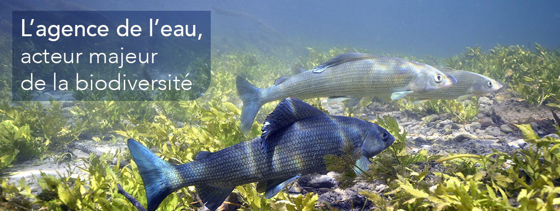 L'agence de l'eau, acteur majeur de la biodiversité.