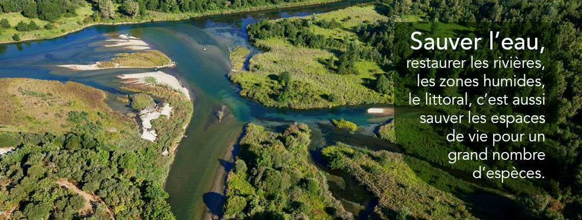 Sauver les rivières, les zones humides, le littoral, c'est aussi sauver les espaces de vie pour un grand nombre d'espèces.