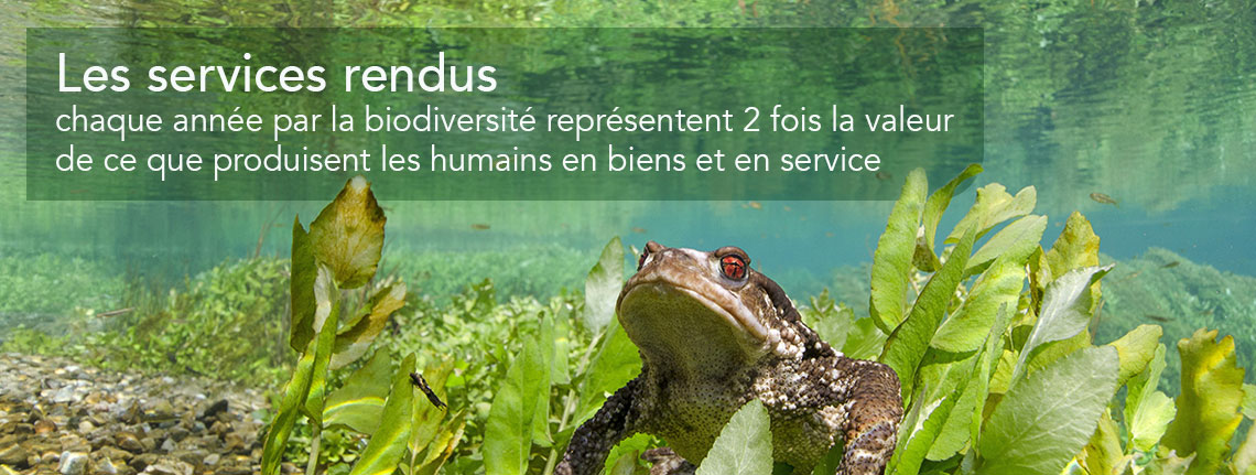 Les services rendus par la biodiversité représentent 2 fois la valeur de ce que produisent les humains en biens et services.