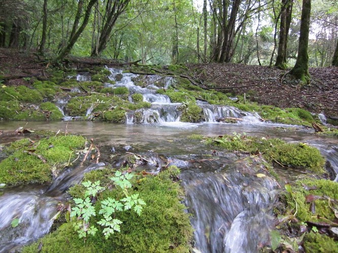 Source du Lignon  ©Thierry Marguet