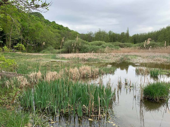 Le marais de Saint-Champ