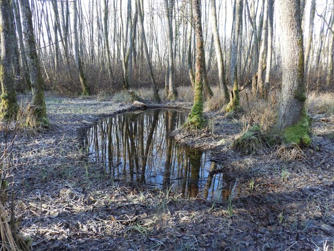 Mare dans le Marais de Saône (c) Alexandre BENOIT-GONIN