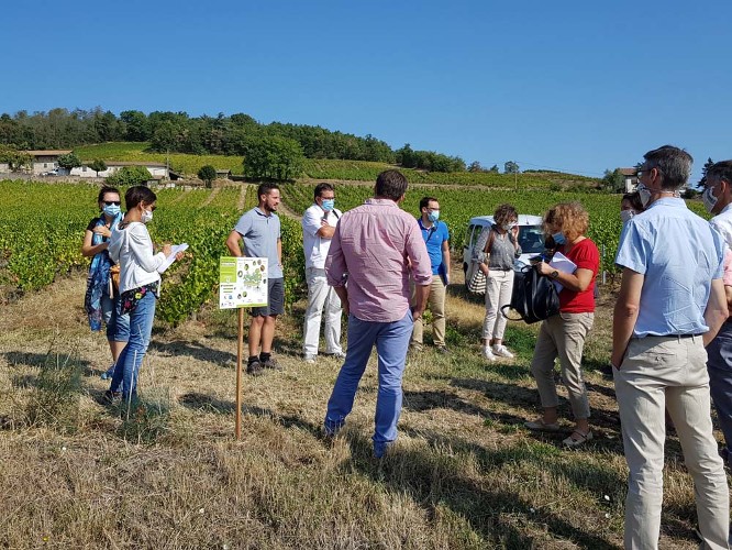 Visite dans un vignoble bio