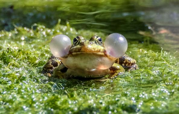 concours photo-Patrick EPITALON