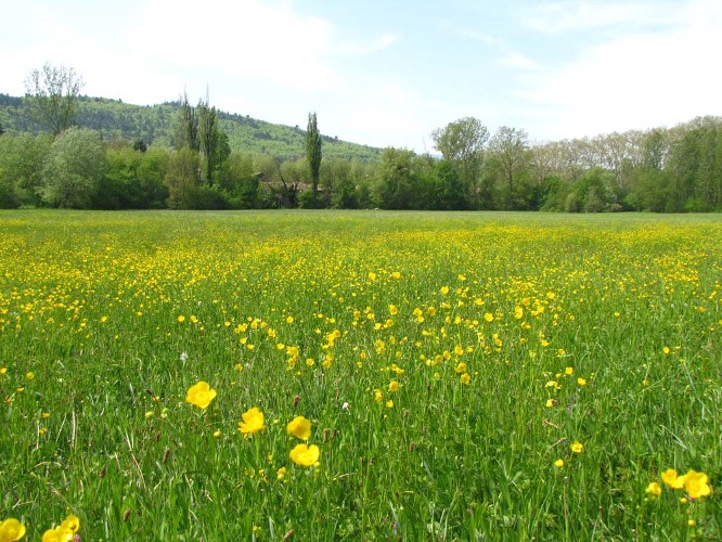 Prairie humide de l’Enrème/  PNRL-Georges GUENDE