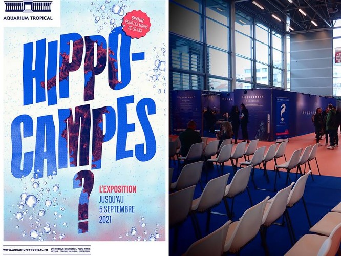 hippocampe expo