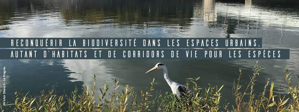 Reconquérir la biodiversité dans les espaces urbains, autant d’habitats et de corridors de vie pour les espèces