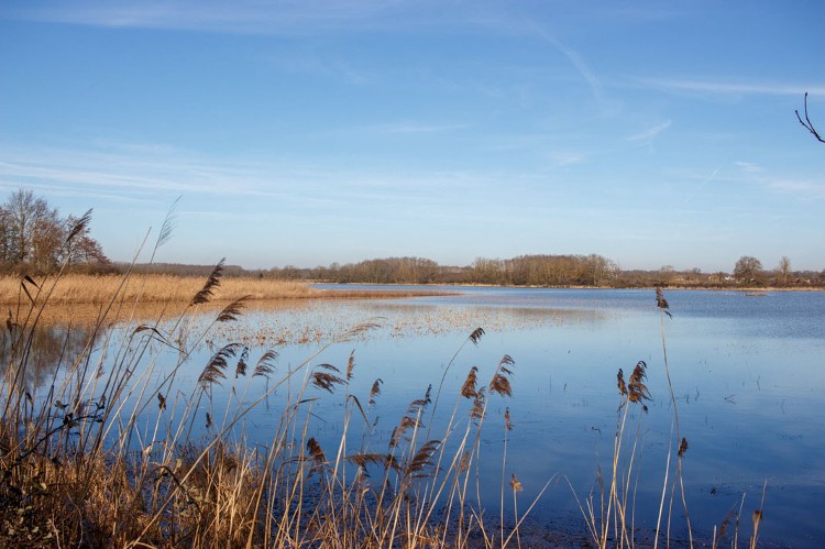 l-etang-du-grand-birieux Dombes web