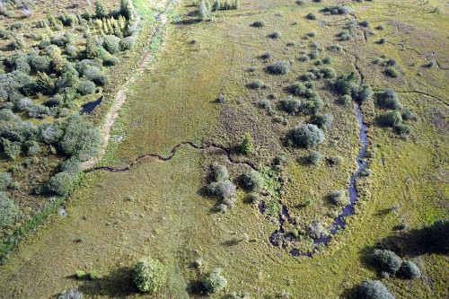 Les tourbières, grandes alliées de la planète