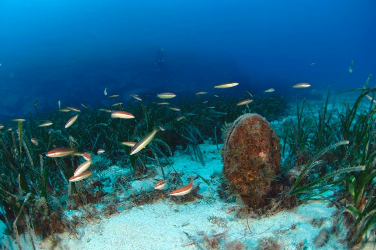 fonds marins -Laurent Ballesta