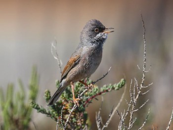 Biodiversité en PACA : l'ARBE publie la version mise à jour de l'Indice Région Vivante