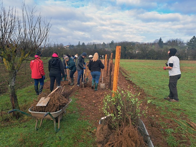 Plantation de haies comcomPlaineAin