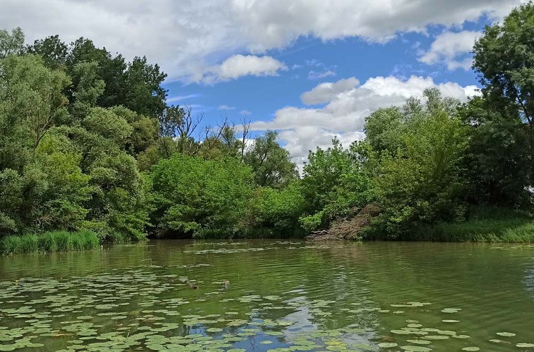 Vue lône Taponas CEN RA