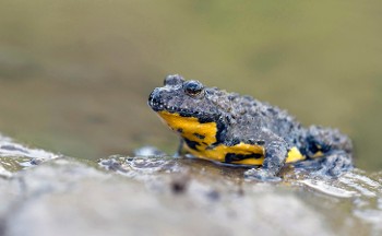 Biodiversité : des aides au cœur du 12e programme