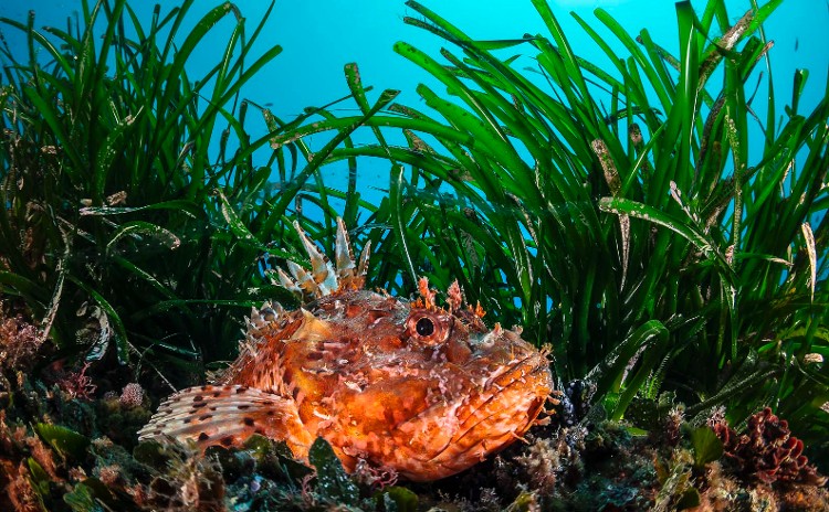 We are Méditerranée - EXPEDITION PELAGOS - Fonds coralligène rocheux - Chapon (Scorpaena scrofa)