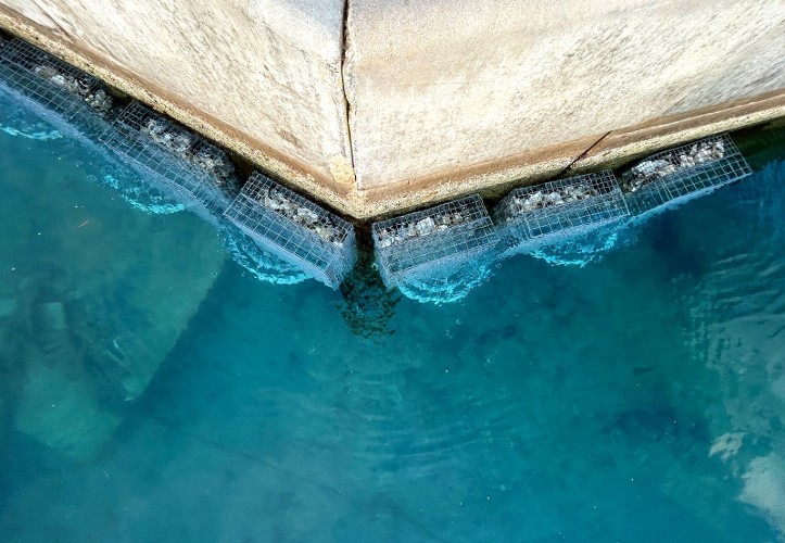 NurserieToulon©AntonyFORTIN-ECOCEAN web